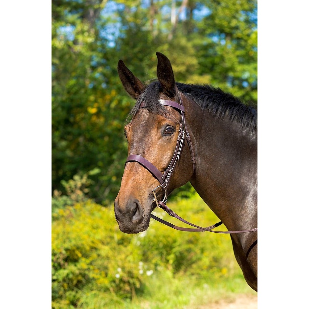 Avignon Middleburg Bridle Havana Cob